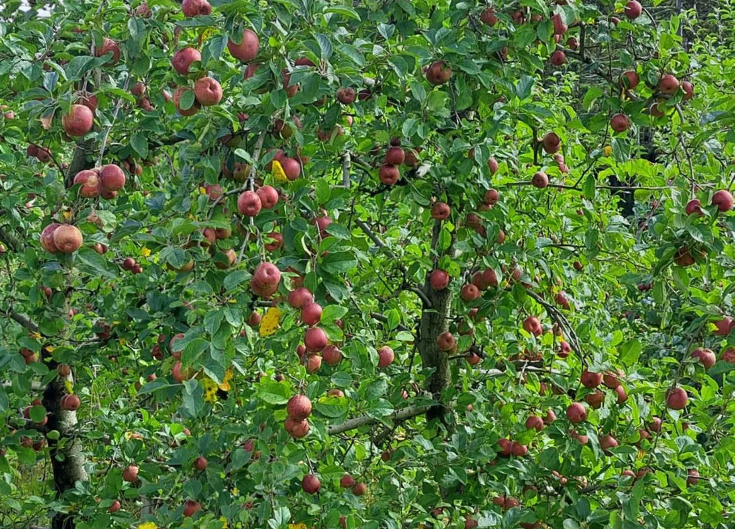 Pousada Chales Aconchego Serrano Bom Jardim da Serra Inn