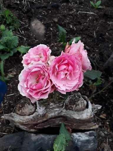 Pousada Chales Aconchego Serrano Bom Jardim da Serra 0*,